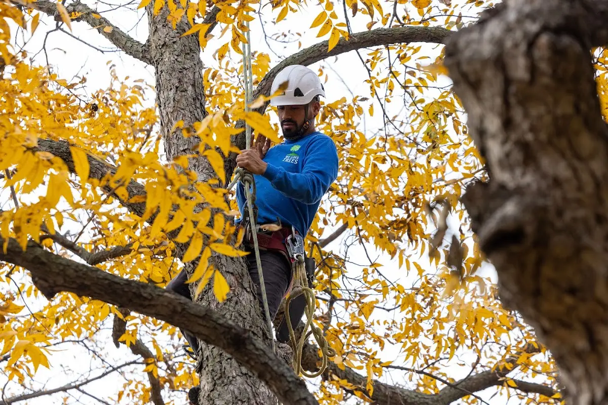 Skilled Tree Planing crew working in Mackay