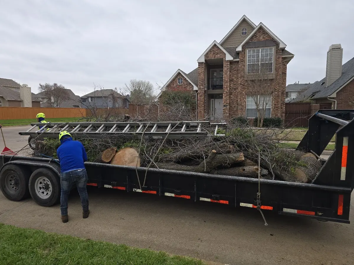 Expert Tree Fertilization with proper safety equipment in Mackay